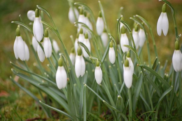 Snowdrops