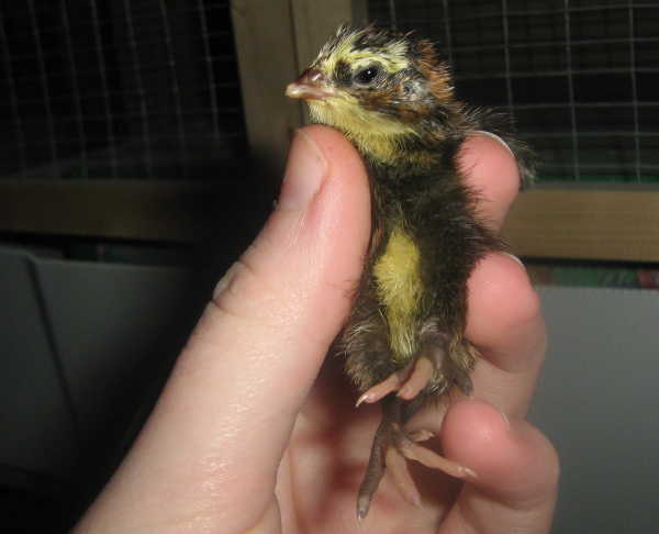 Quail Chick