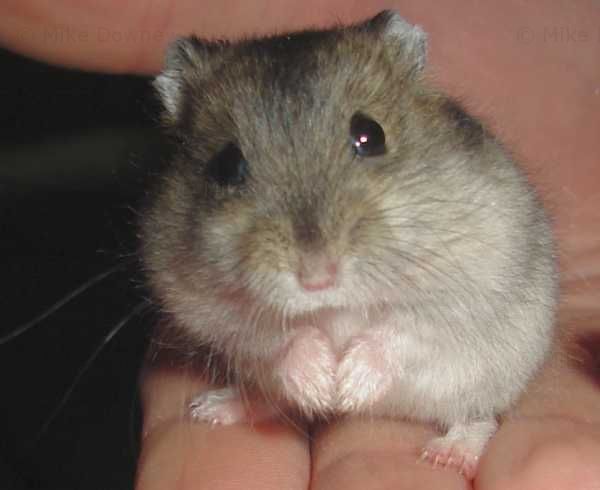 Photo of new hamster