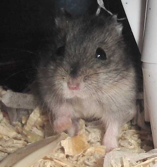 Photo of new hamster