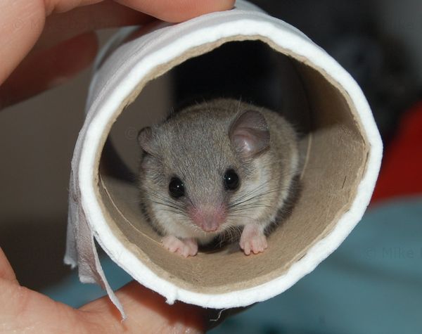 Pygmy Dormouse