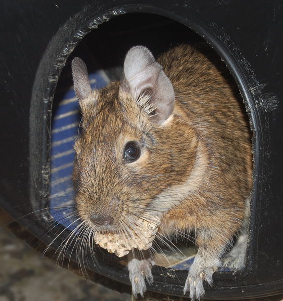 Degu enjoying his bikket