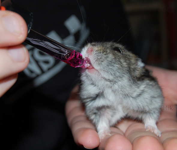 Hamster enjoys medicine