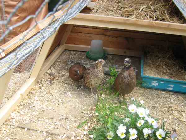 Bobwhite Quail