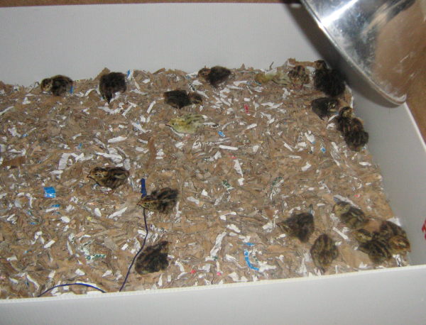 Box of Quail Chicks