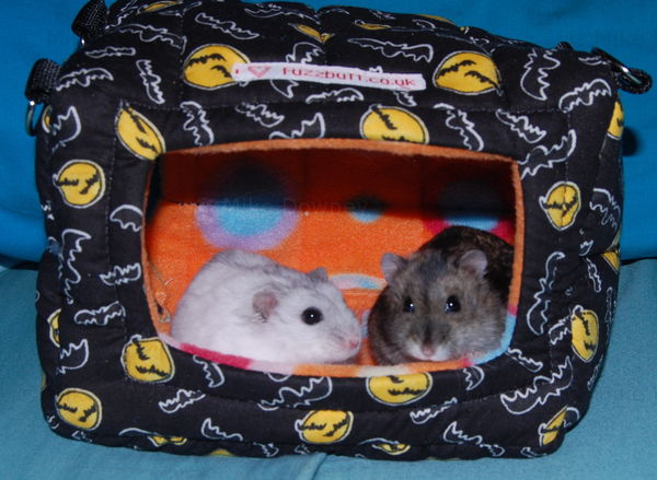 Brennen and Fruitcake in the smaller bed