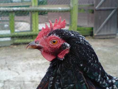 City Farm: chickens