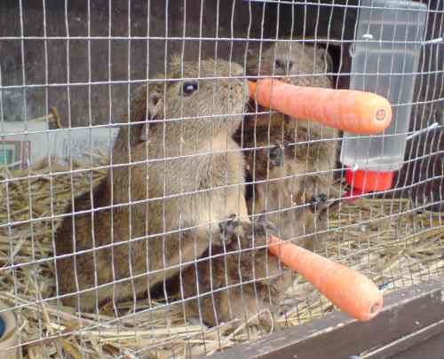 City Farm: a family of guinea pigs