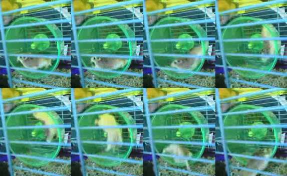 180 degree hamster