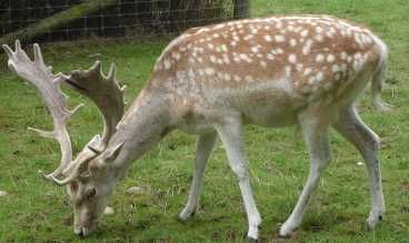 Fallow Deer