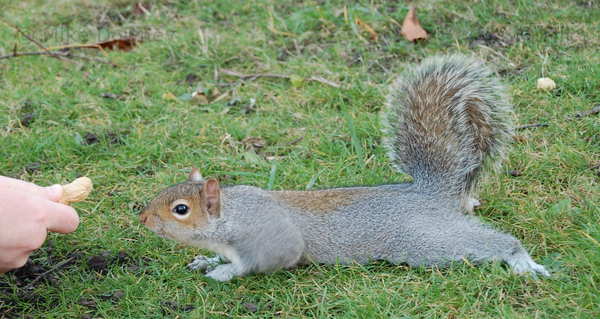 Hunting for peanuts