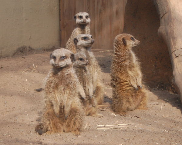 Meerkats