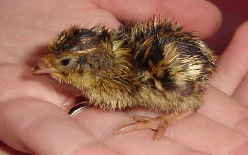 Newly hatched quail