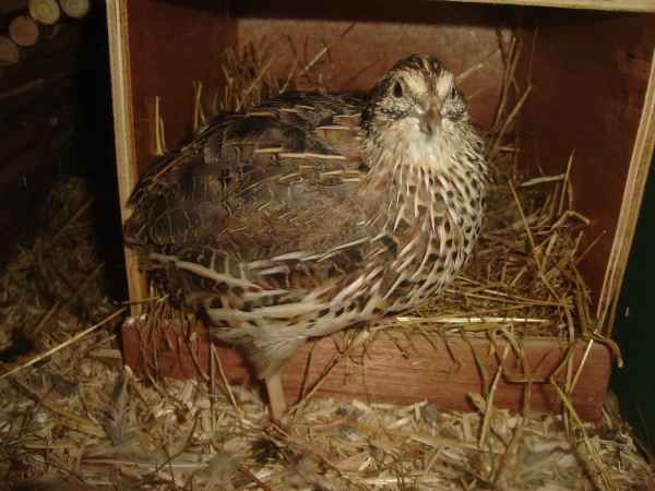 One of our new quail