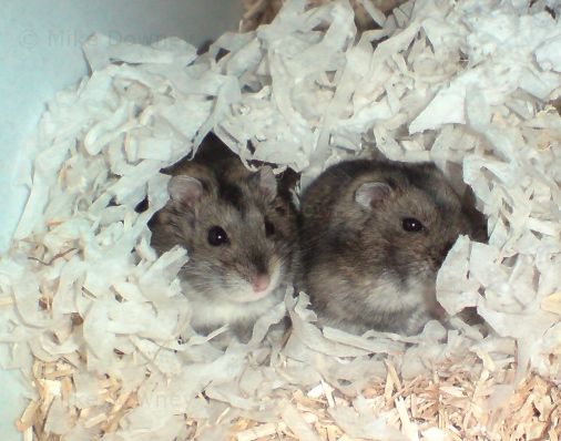 2 hamsters