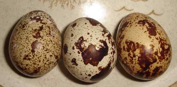 3 quail eggs