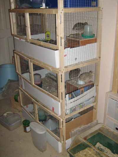 The multi-storey quail house