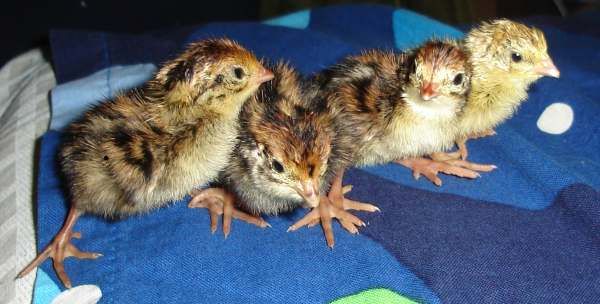 Day old quail chicks