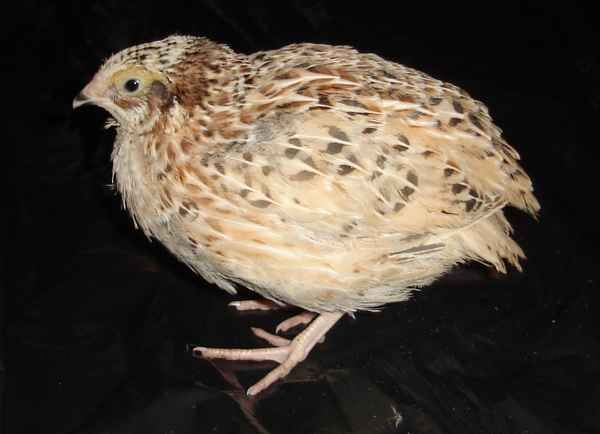 One of our Quail