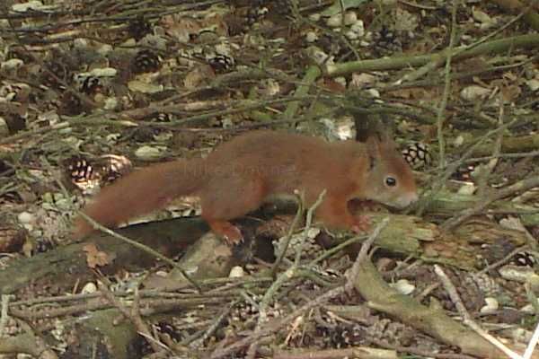 red squirrel