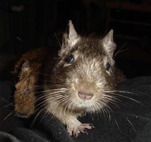 Remy the Degu