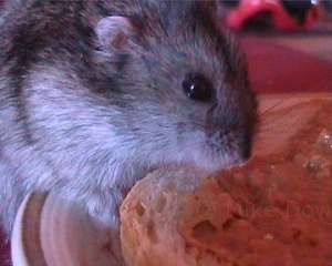 Theo eating peanut butter