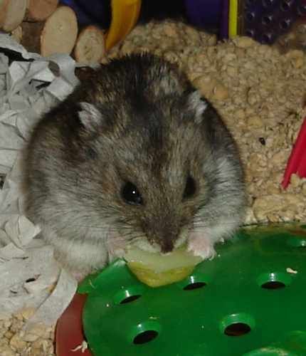 Theo eating some sprout