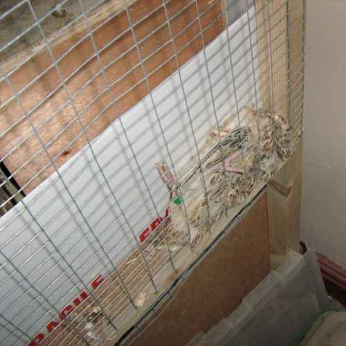 A quail trapped between the tray and the mesh