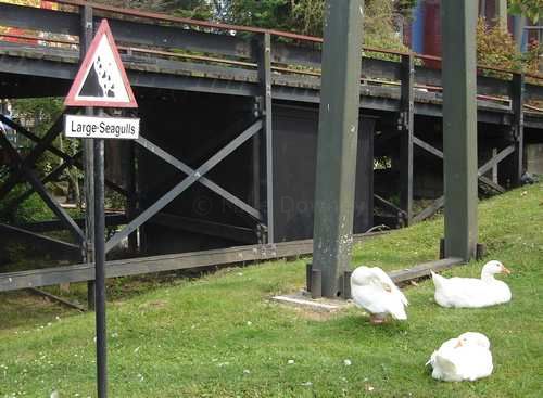 large seagulls