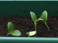 courgette shoots