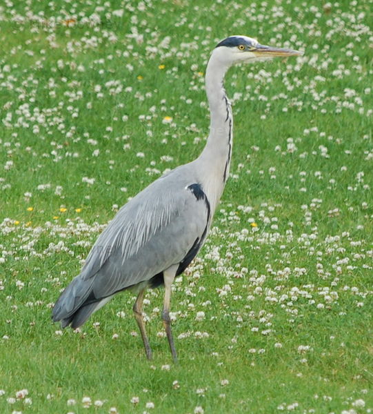 The Whitefriars Heron