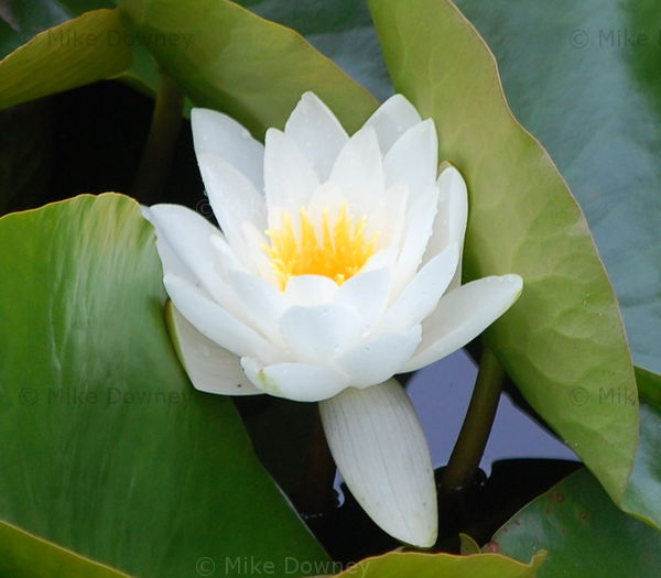 Water Lilly