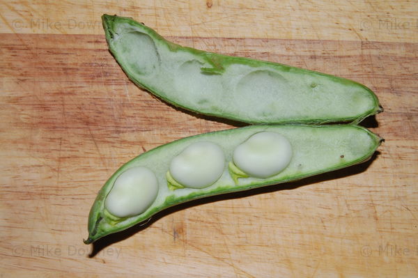 Broad beans from the garden