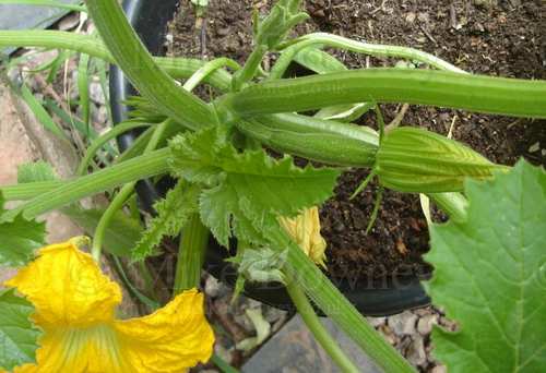 Courgette flower and vegetable