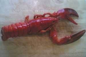 lobster