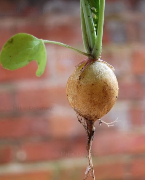 Radish from the garden