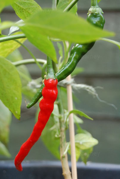 Red Chilli