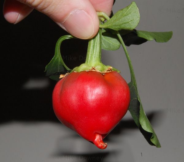 Small red pepper