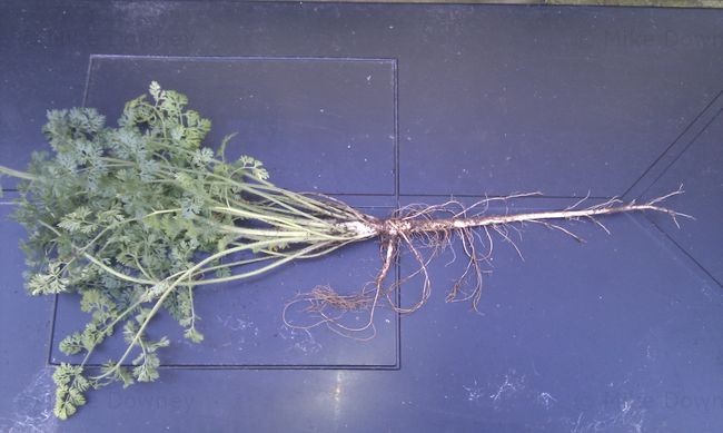 Wild Carrot