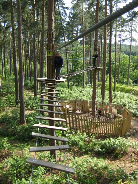 In the tree tops