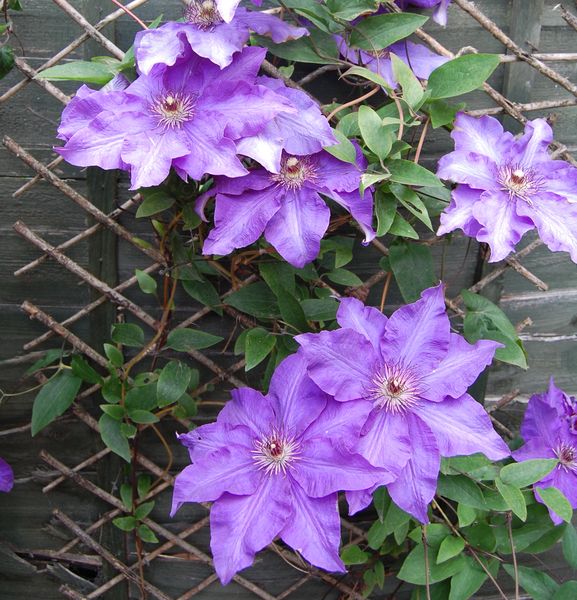 clematis