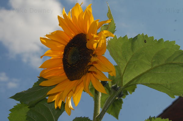 Giant Sunflower