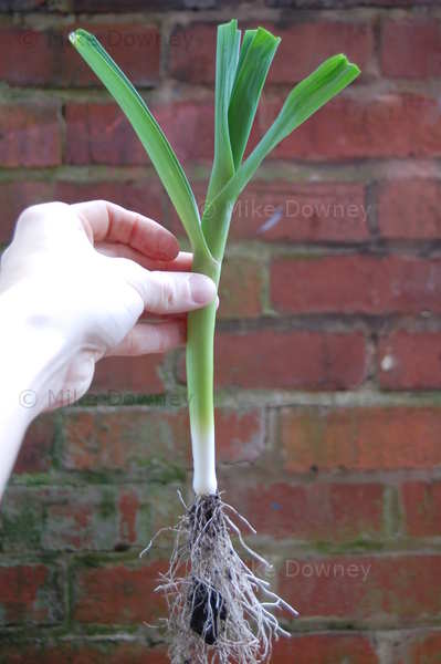 home grown leek