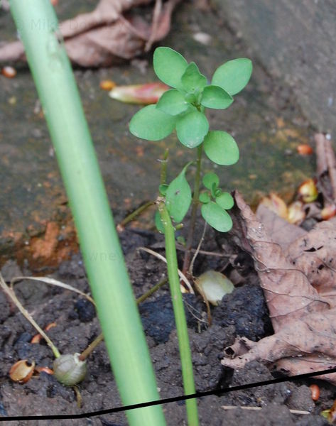 seedlings in the garden