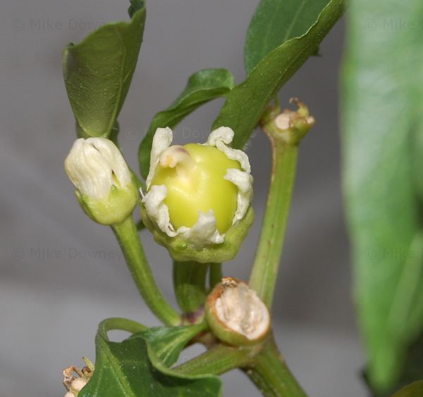 small pepper bud