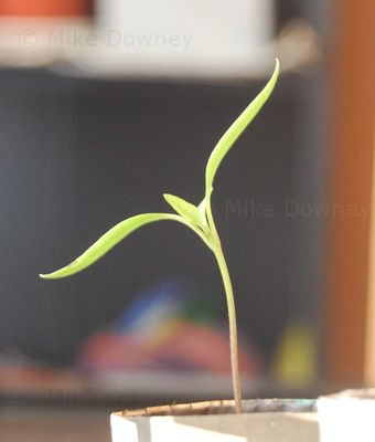 Normal looking chilli seedling