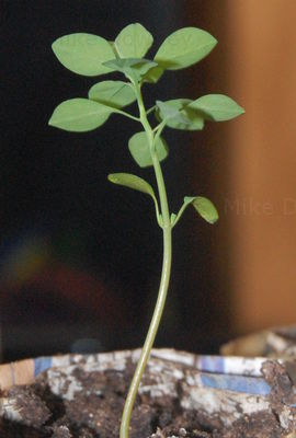 Strange looking chilli seedling