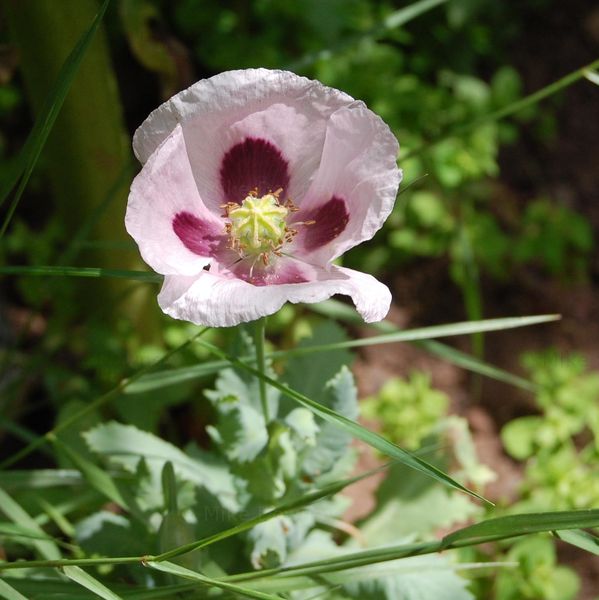 Purple poppies