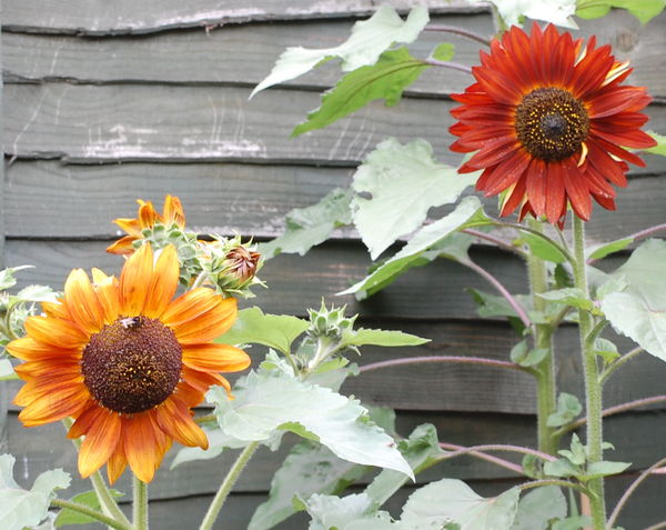 Red Sunflowers