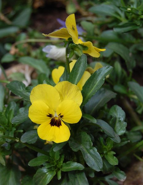 Viola in the veg garden